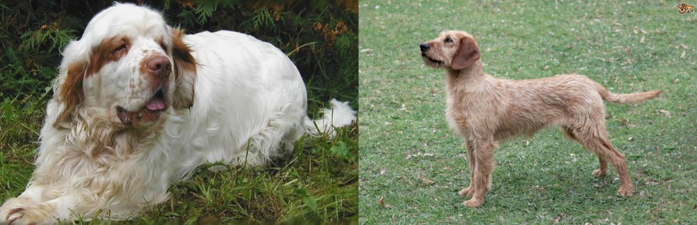 Styrian Coarse Haired Hound vs Clumber Spaniel - Breed Comparison