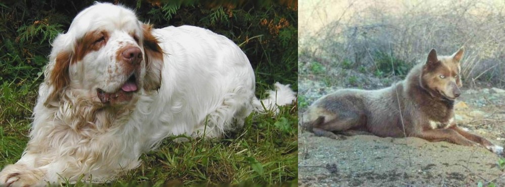 Tahltan Bear Dog vs Clumber Spaniel - Breed Comparison