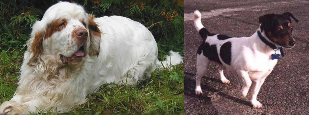 Teddy Roosevelt Terrier vs Clumber Spaniel - Breed Comparison