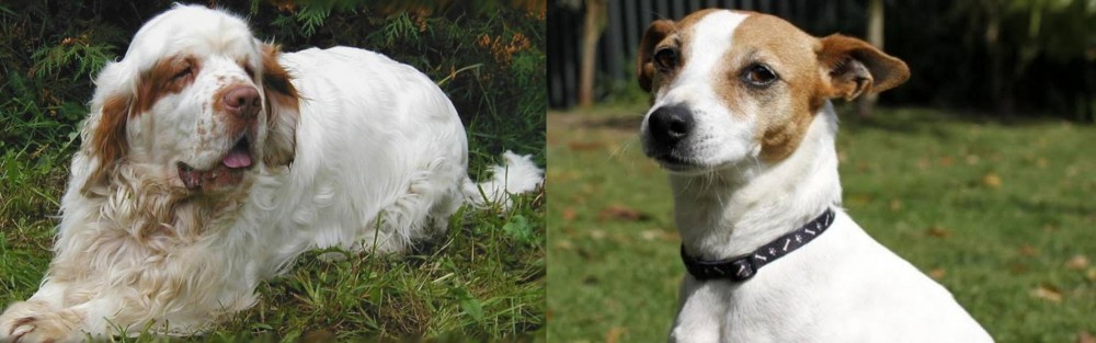Tenterfield Terrier vs Clumber Spaniel - Breed Comparison