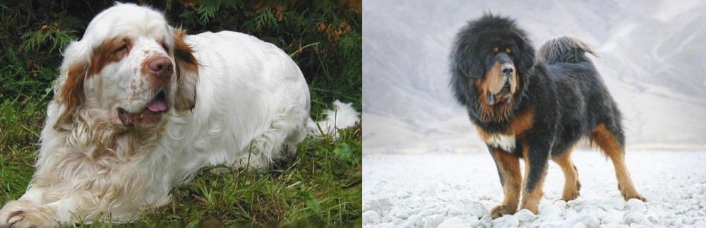 Tibetan Mastiff vs Clumber Spaniel - Breed Comparison