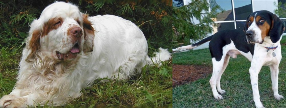Treeing Walker Coonhound vs Clumber Spaniel - Breed Comparison