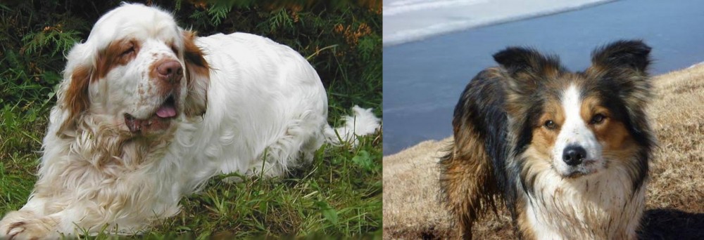Welsh Sheepdog vs Clumber Spaniel - Breed Comparison