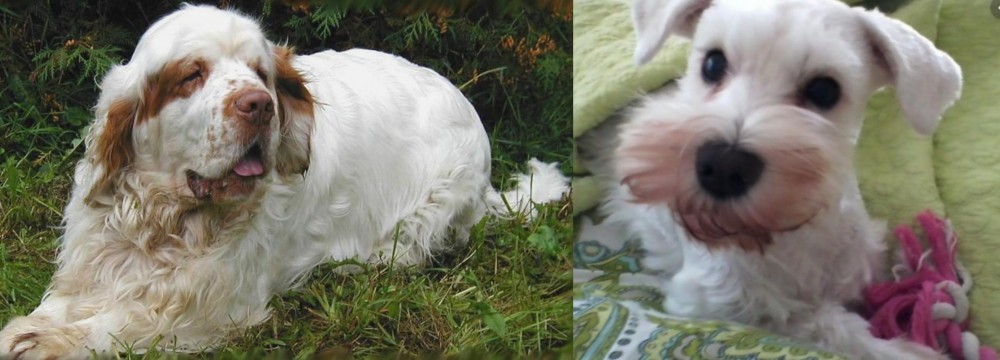 White Schnauzer vs Clumber Spaniel - Breed Comparison