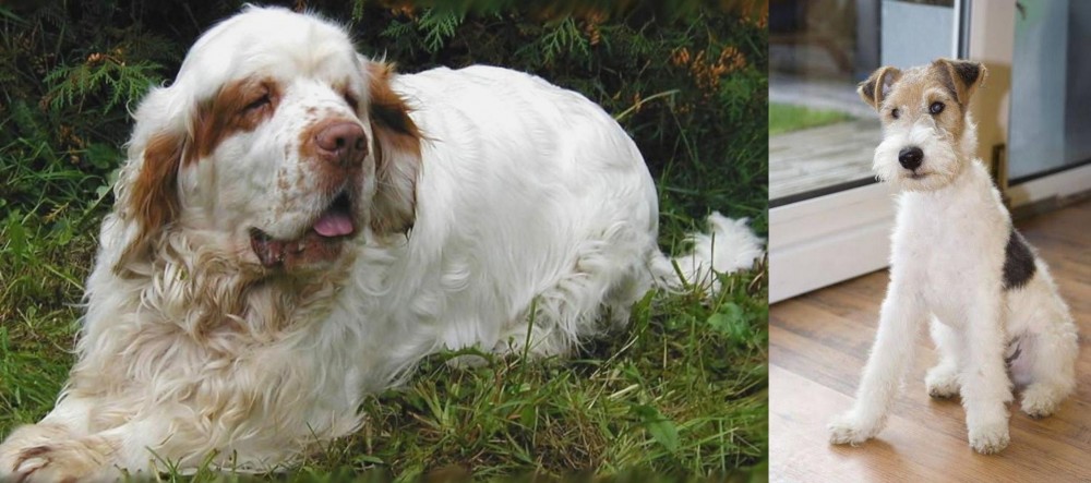 Wire Fox Terrier vs Clumber Spaniel - Breed Comparison