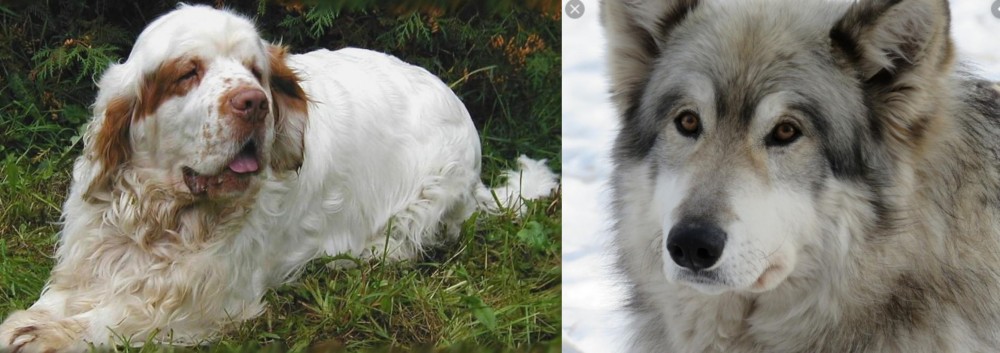 Wolfdog vs Clumber Spaniel - Breed Comparison