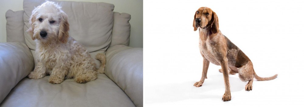 English Coonhound vs Cockachon - Breed Comparison