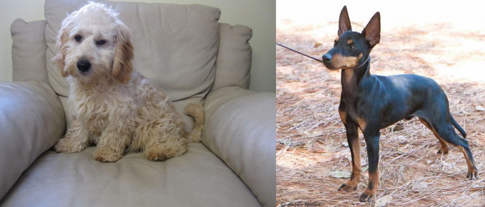 English Toy Terrier (Black & Tan) vs Cockachon - Breed Comparison