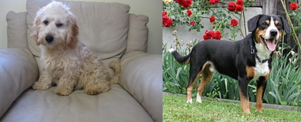 Entlebucher Mountain Dog vs Cockachon - Breed Comparison