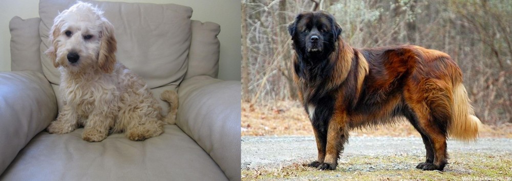Estrela Mountain Dog vs Cockachon - Breed Comparison