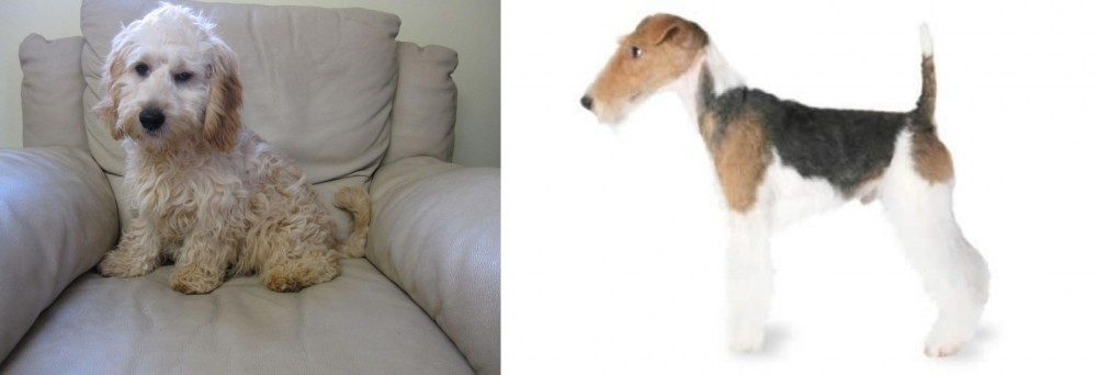 Fox Terrier vs Cockachon - Breed Comparison