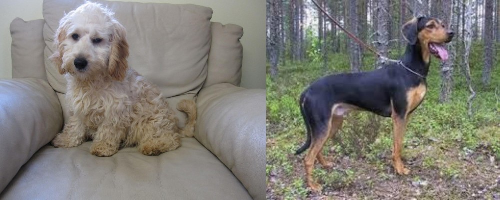 Greek Harehound vs Cockachon - Breed Comparison
