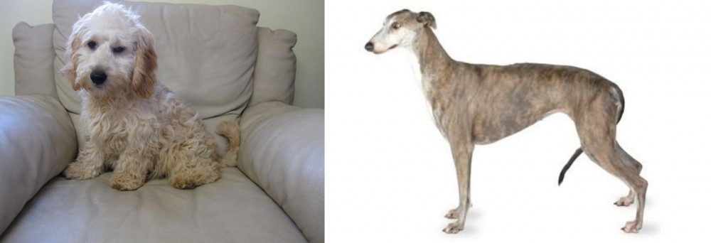 Greyhound vs Cockachon - Breed Comparison