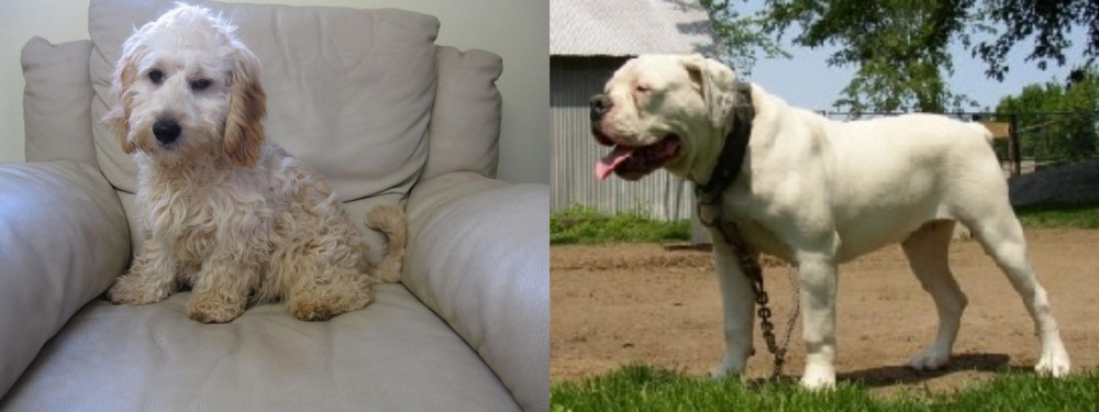 Hermes Bulldogge vs Cockachon - Breed Comparison