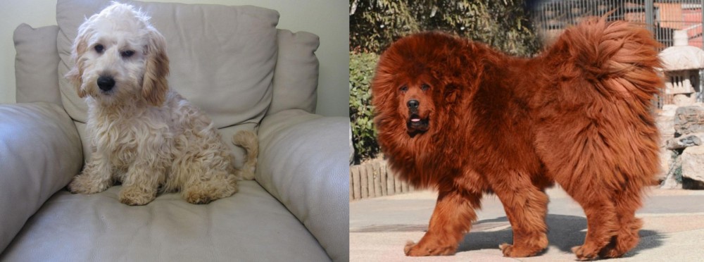 Himalayan Mastiff vs Cockachon - Breed Comparison