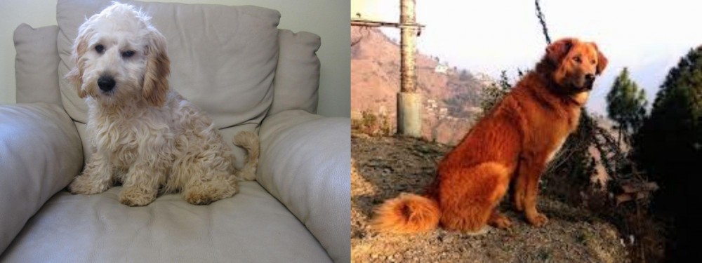 Himalayan Sheepdog vs Cockachon - Breed Comparison