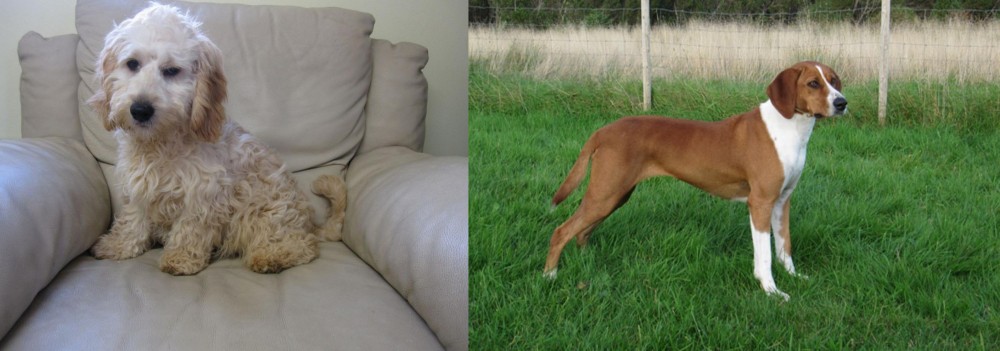 Hygenhund vs Cockachon - Breed Comparison