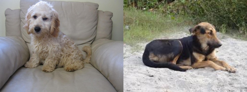 Indian Pariah Dog vs Cockachon - Breed Comparison