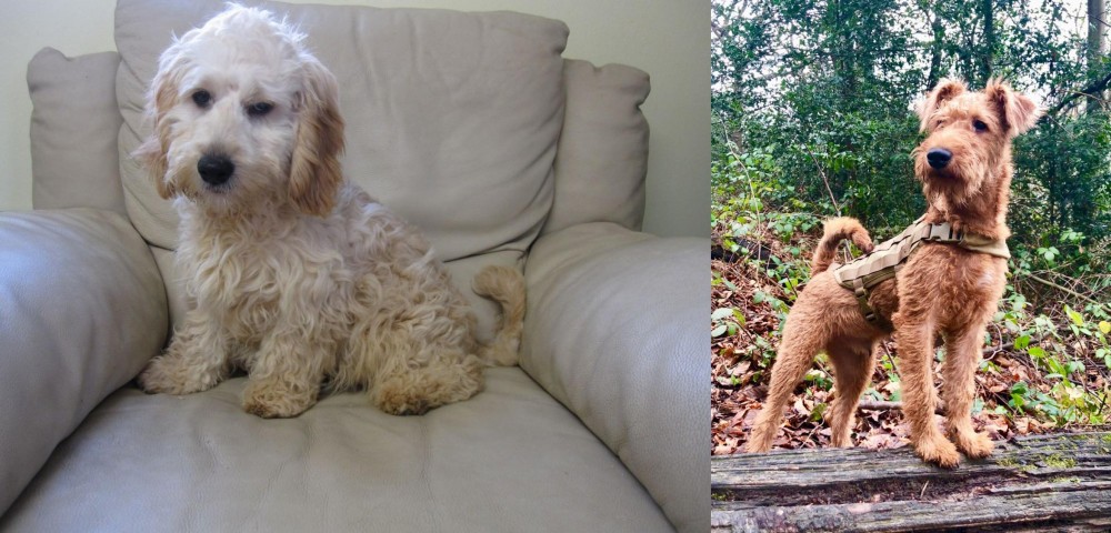 Irish Terrier vs Cockachon - Breed Comparison