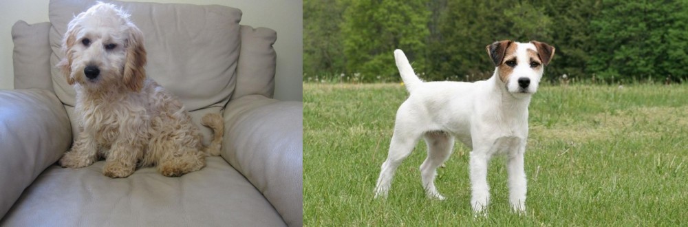 Jack Russell Terrier vs Cockachon - Breed Comparison