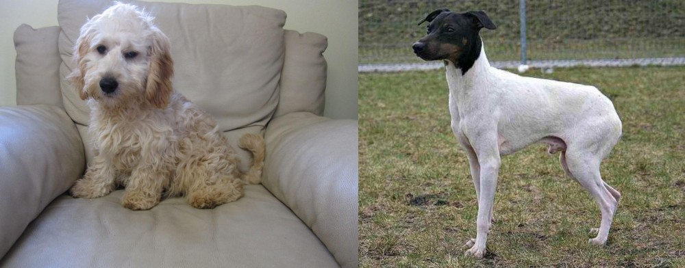 Japanese Terrier vs Cockachon - Breed Comparison