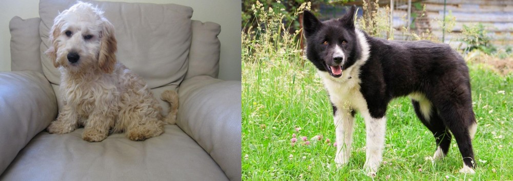 Karelian Bear Dog vs Cockachon - Breed Comparison
