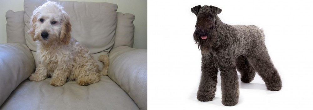 Kerry Blue Terrier vs Cockachon - Breed Comparison