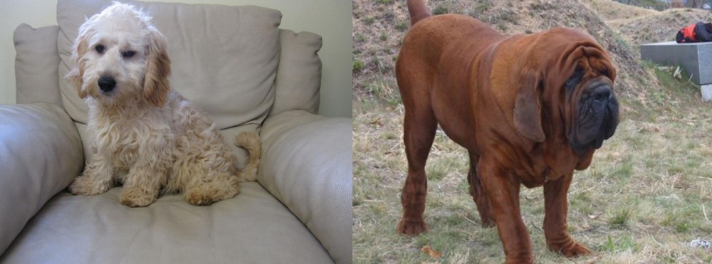 Korean Mastiff vs Cockachon - Breed Comparison
