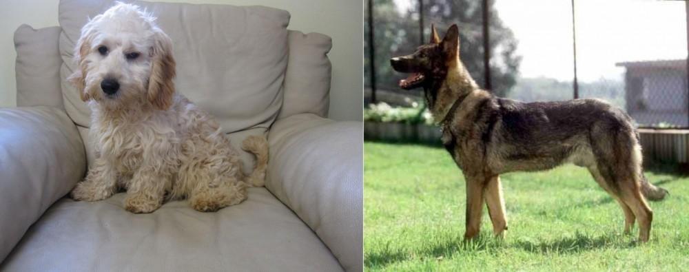 Kunming Dog vs Cockachon - Breed Comparison