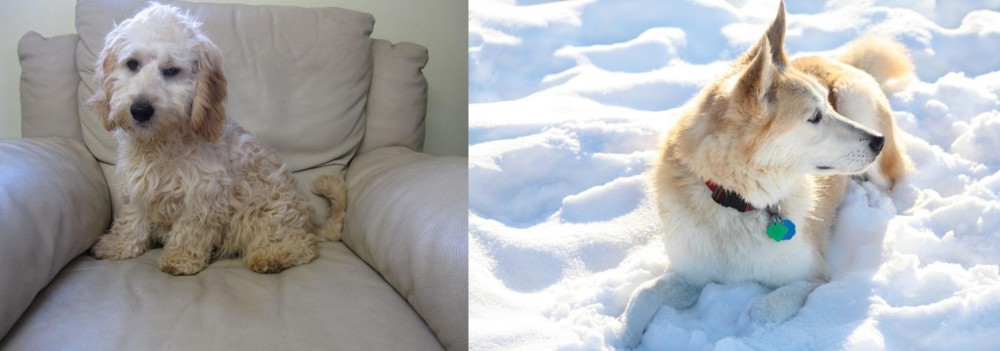 Labrador Husky vs Cockachon - Breed Comparison