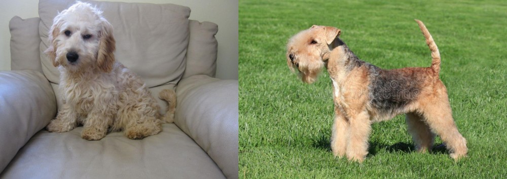 Lakeland Terrier vs Cockachon - Breed Comparison