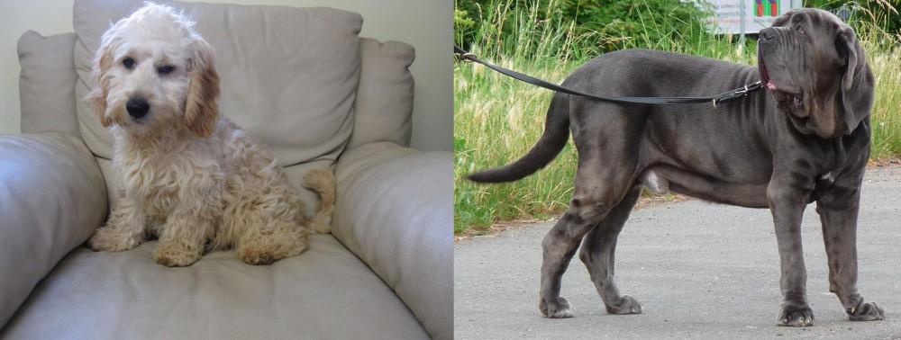 Neapolitan Mastiff vs Cockachon - Breed Comparison