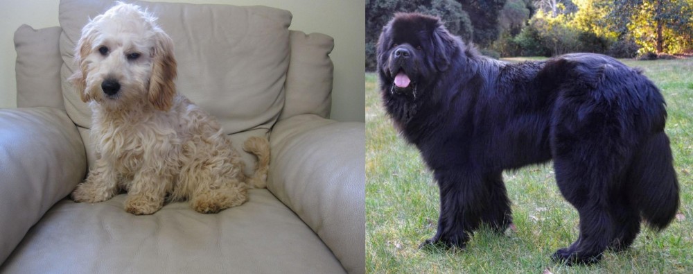 Newfoundland Dog vs Cockachon - Breed Comparison