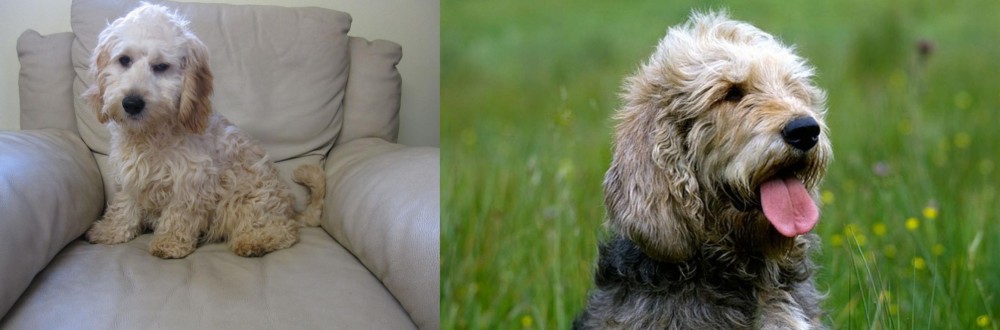 Otterhound vs Cockachon - Breed Comparison