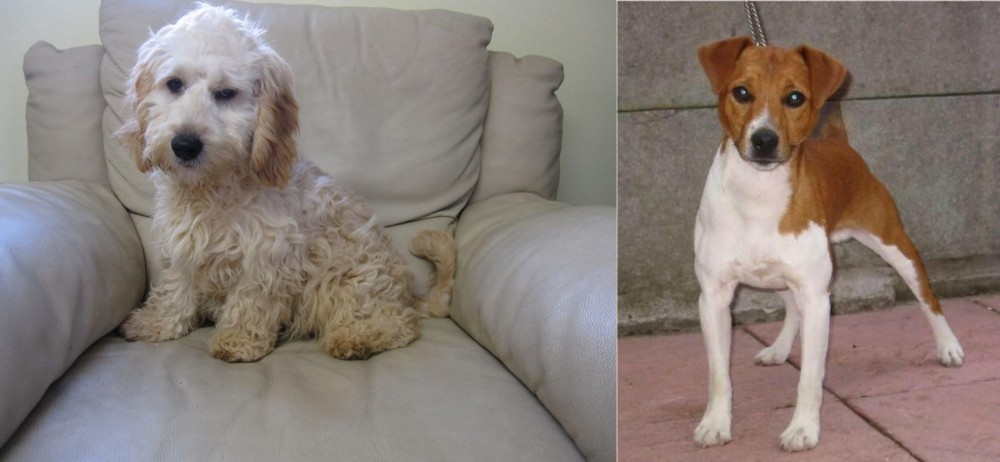 Plummer Terrier vs Cockachon - Breed Comparison