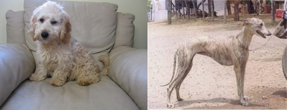 Rampur Greyhound vs Cockachon - Breed Comparison