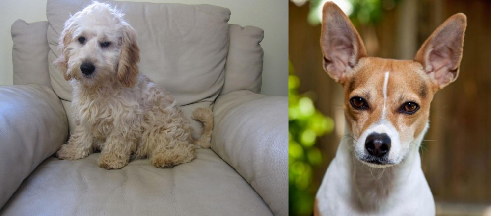 Rat Terrier vs Cockachon - Breed Comparison