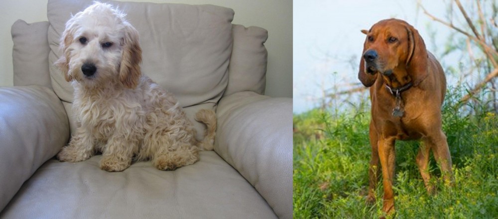 Redbone Coonhound vs Cockachon - Breed Comparison