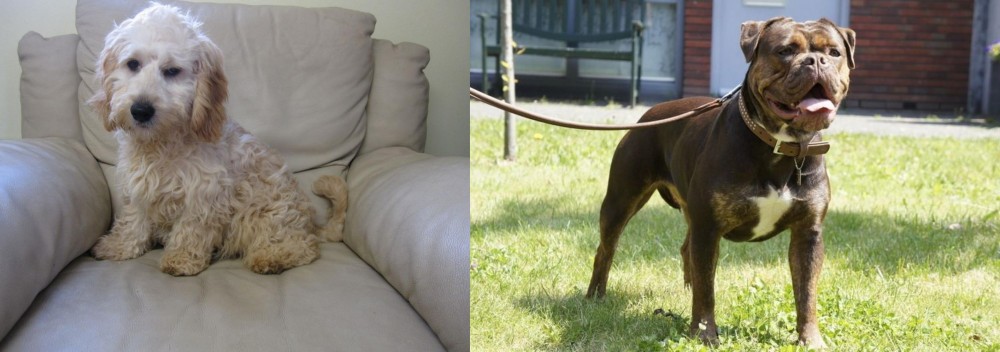 Renascence Bulldogge vs Cockachon - Breed Comparison