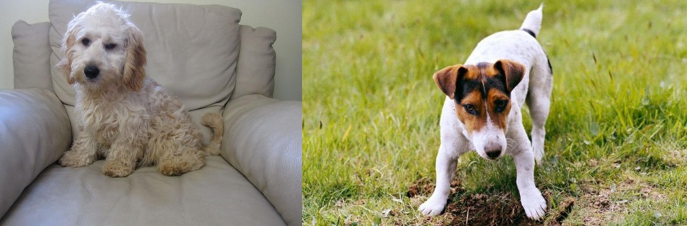 Russell Terrier vs Cockachon - Breed Comparison