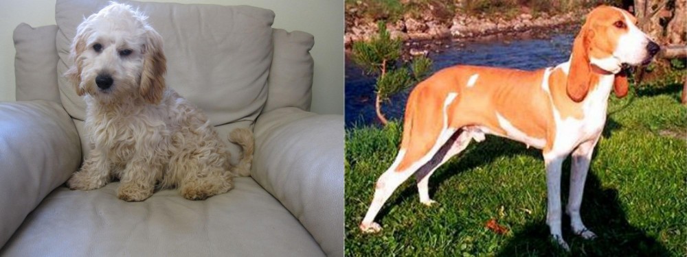 Schweizer Laufhund vs Cockachon - Breed Comparison