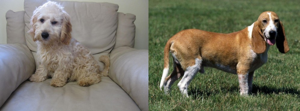Schweizer Niederlaufhund vs Cockachon - Breed Comparison