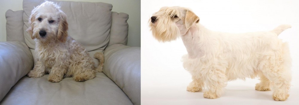 Sealyham Terrier vs Cockachon - Breed Comparison