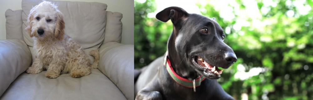 Shepard Labrador vs Cockachon - Breed Comparison