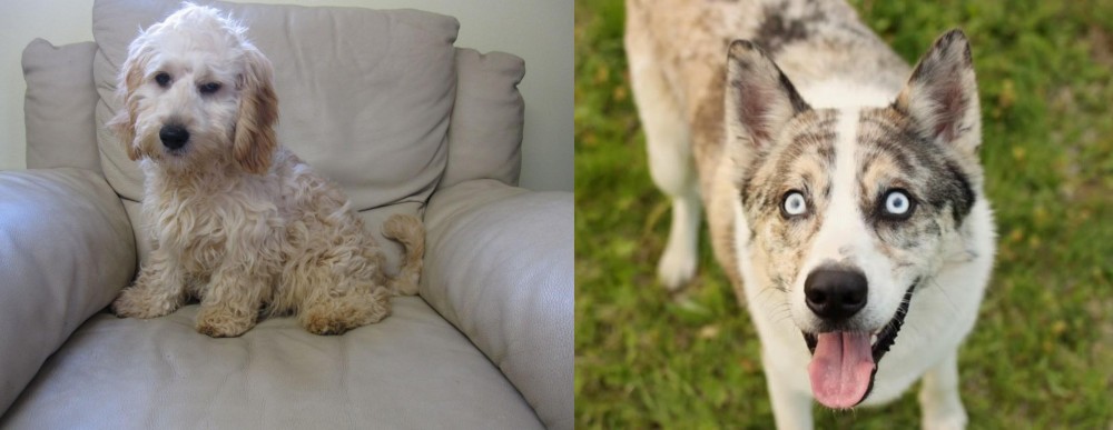 Shepherd Husky vs Cockachon - Breed Comparison