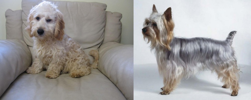 Silky Terrier vs Cockachon - Breed Comparison