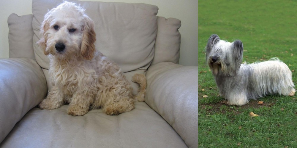 Skye Terrier vs Cockachon - Breed Comparison