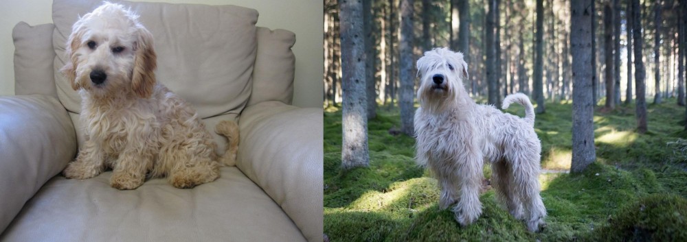 Soft-Coated Wheaten Terrier vs Cockachon - Breed Comparison