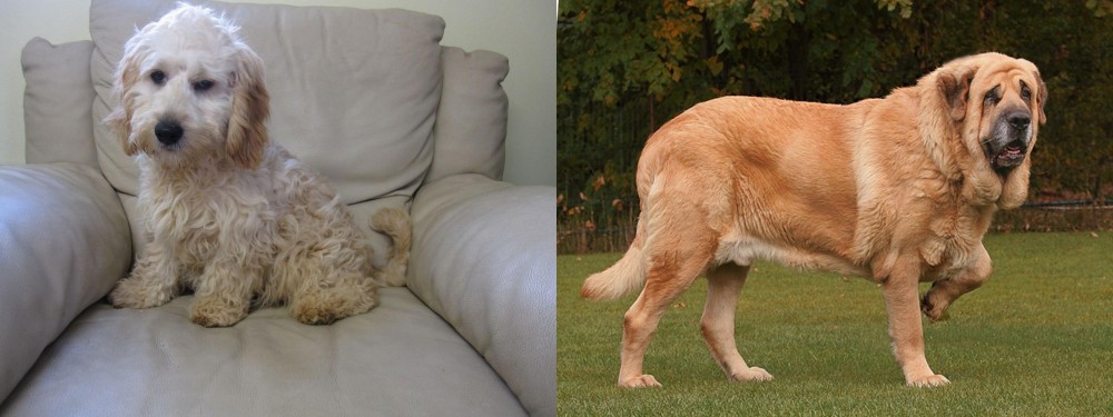 Spanish Mastiff vs Cockachon - Breed Comparison