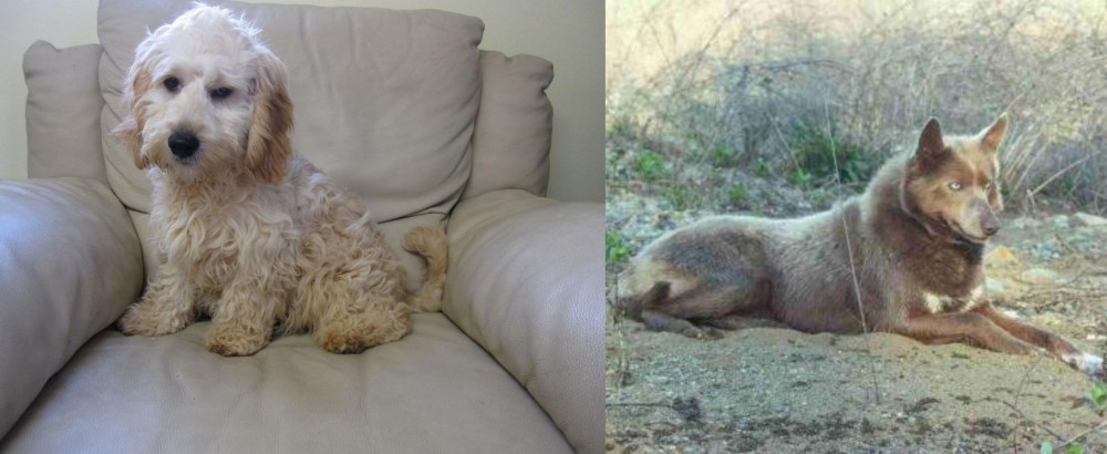 Tahltan Bear Dog vs Cockachon - Breed Comparison
